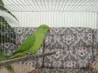 indian Ringneck Parrot