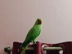Ringneck parrot