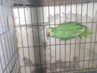 Ringneck parrot