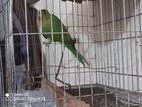 Ringneck parrot