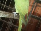 Ringneck Parrot