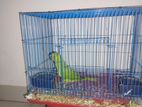 Ringneck Parrot For Sale