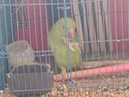 Ringneck Parrot For Sale