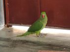 Ringneck parrot