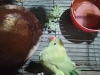 Ringneck Parrot For Sale Male.