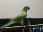 ringneck parrot for sell