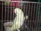 Ringneck parrot kotha bole