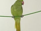Ringneck Parrot (pichu)