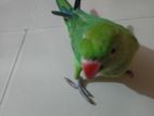 Ringneck parrote baby