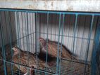 Ringneck Pheasant Female