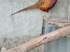 Ringneck pheasant. ফিজেন্ট