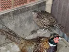 Ringneck Pheasant Running Pair