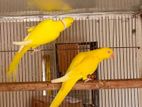 Ringneck Raning pair