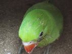 Indian Ringneck tia for sell