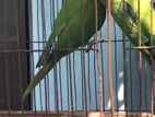 ringneck tia pair