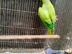 ringneck tiya for sale