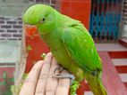 Ringnek parrot