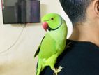 Ringnet Parrot