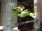 Ring neck Parrot for sale