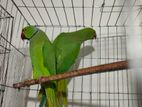 রিংনেক parrot