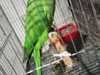 Indian Ringneck Parrot