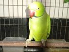 রিংনেক টিয়া (ringneck Parrot)