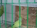 Indian Ringneck Parrot