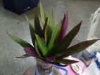 rio plant for sell