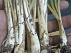 রজনী গন্ধা