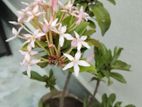 রঙ্গন গাছ