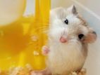 রোবোরভস্কি হ্যামস্টার Hamster