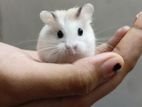 রোবোরভস্কি Roborovski Hamster