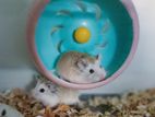 roboroski hamster