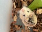 Roborovoski Hamsters Female