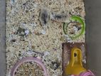 Roborovski hamster