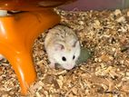 Roborovski Hamster