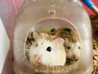 Roborovski Hamster