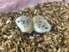 Roborovski hamster