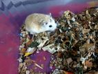 Roborovski Hamster for sell