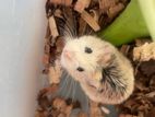 Roborovski Hamster Low Price