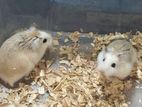 Roborovski Hamster Pair Available