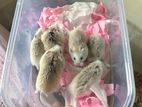 Roborovski Hamster Pair