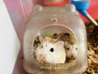 Roborovski Male Hamster