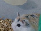 Robovroski huskiface adult male hamster