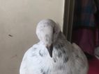 Romangal Big Size Male
