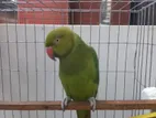 Rose-ringed Parakeet (লালগলা টিয়া)
