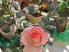 Rose Tree / গোলাপ গাছ