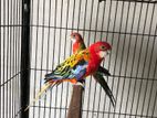 Rosella Bird Breeding Piar