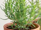 Rosemary plant (লাগবে)