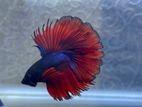 rosetail betta